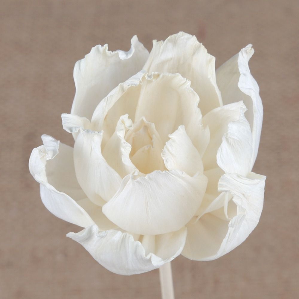 ดอกไม้หอมอโรมาอเนกประสงค์ 5 ซม - Home Fragrance Diffuser Sticks บทวิจารณ์และราคา